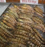 Tiger prawns production in Langkawi