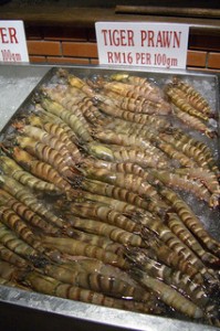 Tiger prawns production in Langkawi
