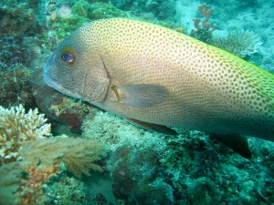 Diving Sites in Malaysia