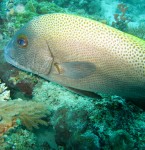 Diving Sites in Malaysia